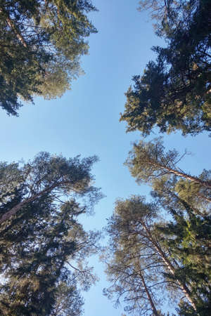 The tops of tall trees against the blue skyの写真素材