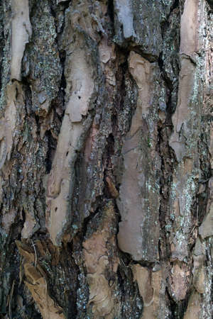 Pine tree trunk. Close-up of the bark. Backgroundの写真素材