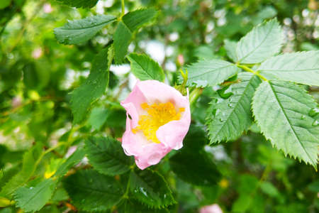 View of a rose in the garden after the rainの写真素材