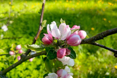 A branch of an apple tree blooms in the garden on a sunny dayの写真素材