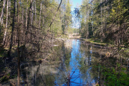 Wetland in an old forest. Fallen trees in the waterの写真素材