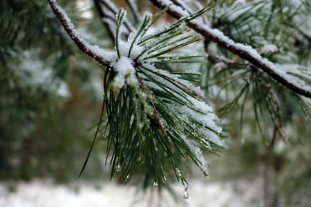 Pine branch with snow on a frosty dayの写真素材