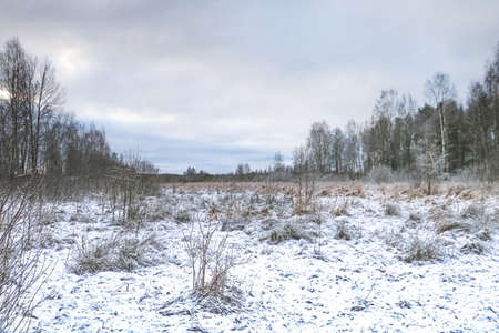 A field with trees is covered with snow on a cloudy winter dayの写真素材