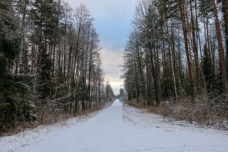 A view of the snow-covered road in the forestの写真素材