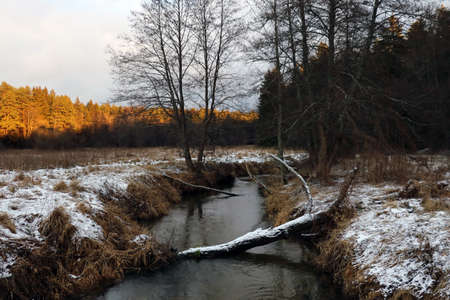 View of the river with logs in the waterの写真素材
