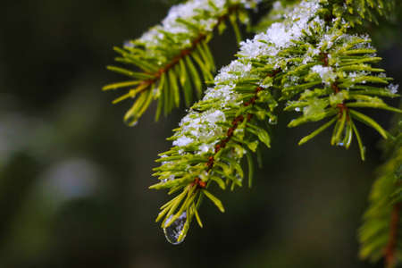 Green spruce branch with snow in the forestの写真素材