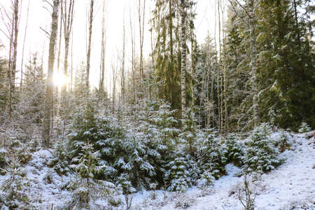View of the winter forest during sunsetの写真素材
