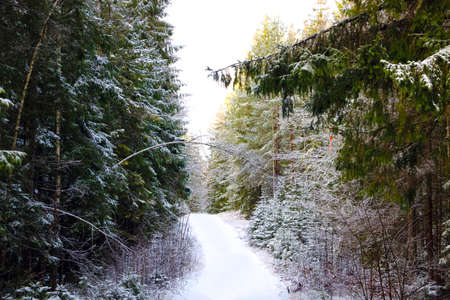 Nice view of the winter road in the forestの写真素材