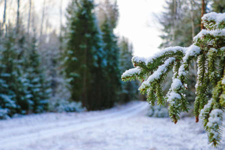 Green branch of spruce in the snow in the winter forestの写真素材