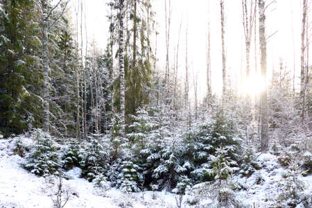 View of a beautiful spruce winter forestの写真素材