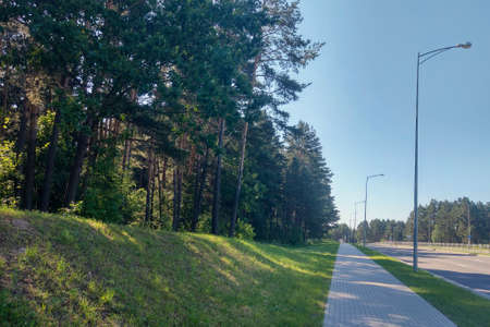 View of the footpath next to the green forestの写真素材