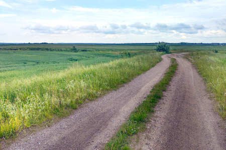Country road between green fields in springの写真素材