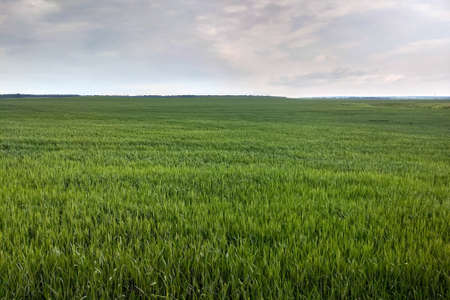 View of a beautiful green field in spring or summerの写真素材