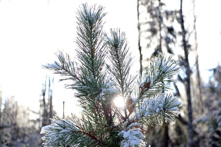 Beautiful fluffy green pine branch with snow against the background of the rising sunの写真素材
