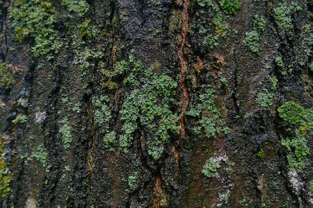Close-up on a wet wood table with green mossの写真素材