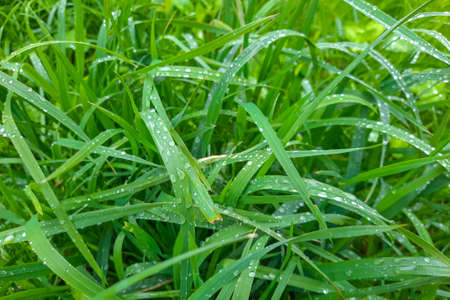 View of the green grass with dew drops in the morning