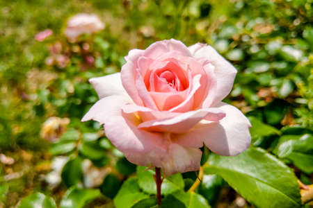 Beautiful light rose in the garden on a sunny dayの写真素材