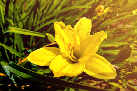 Top view of a yellow lily flower in the gardenの写真素材