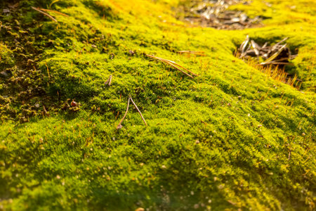 View of a beautiful young green moss in the forestの写真素材