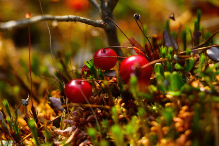 Bright red cranberries grow in the swamp in autumnの写真素材