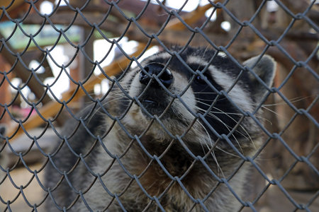 A raccoon behind a cage in a rehabilitation parkの写真素材