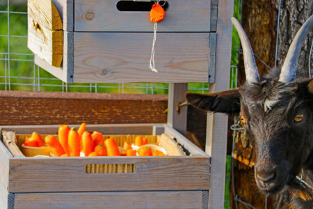 A black ram stuck its head out of a cage at the zooの写真素材