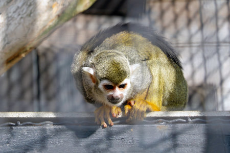 A beautiful little monkey is sitting on a tree