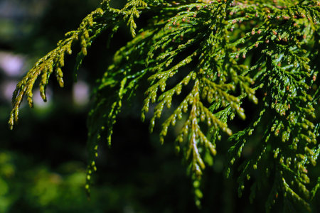 Green branch of thuja close-up in the garden
