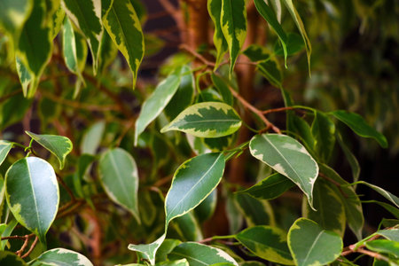 Bright young green leaves of indoor plants
