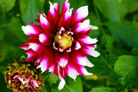 Red white dahlia flower close-up in the gardenの写真素材