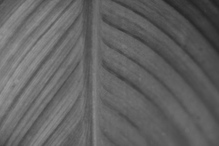 Black and white photo. Plant leaf close up, background.