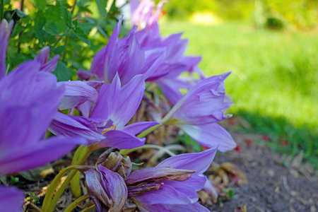 Nice view of mountain plants. Saffron. It opens in early spring.の写真素材