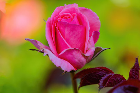 Beautiful blooming rose flowers in the gardenの写真素材