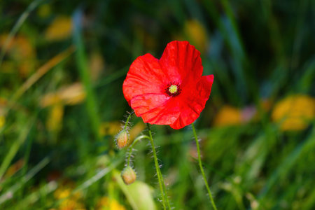 Red poppy flower close up in the gardenの写真素材