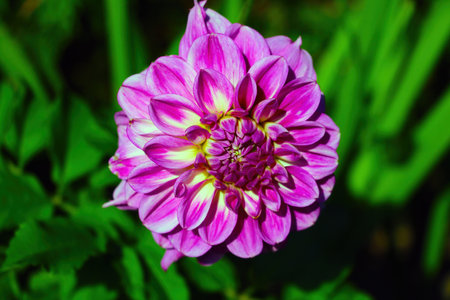 Bright beautiful dahlia blooms in the gardenの写真素材
