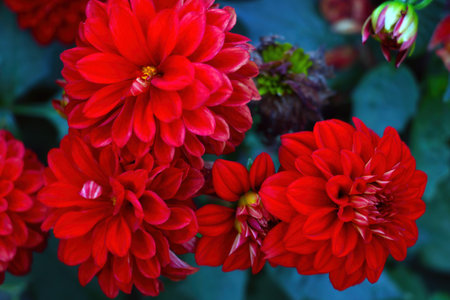 Red gerbera flower blooms in the gardenの写真素材