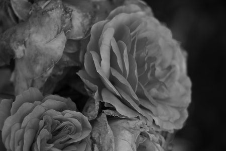Top view of a rose. Black and white photoの写真素材