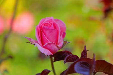 Close up of blooming garden rose in springの写真素材