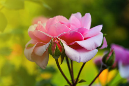 Beautiful garden rose blooms in the parkの写真素材