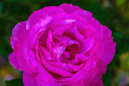 Close up of blooming garden rose in springの写真素材