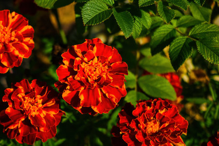 Close-up of blooming marigolds in the gardenの写真素材