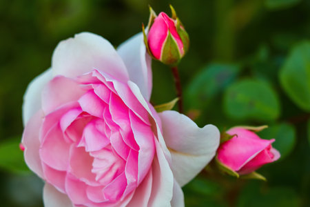 Beautiful garden rose blooms in the parkの写真素材