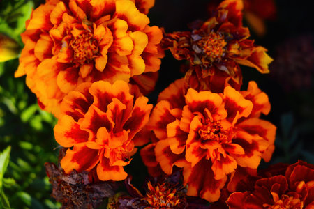 Beautiful marigolds bloom in the flowerbed in springの写真素材