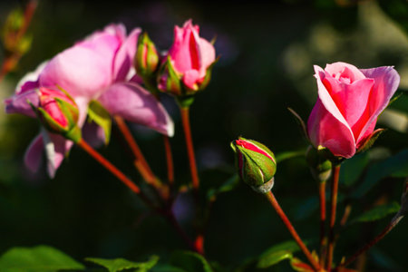 Beautiful garden rose blooms in the gardenの写真素材