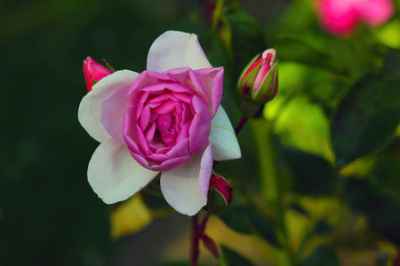 View of a beautiful red garden roseの写真素材