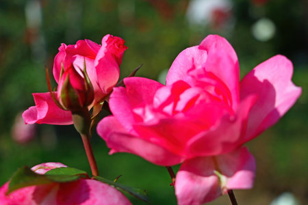 View of a beautiful red garden roseの写真素材