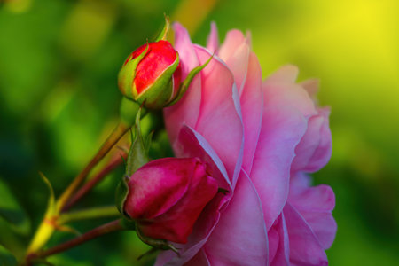 Beautiful garden rose blooms in the gardenの写真素材