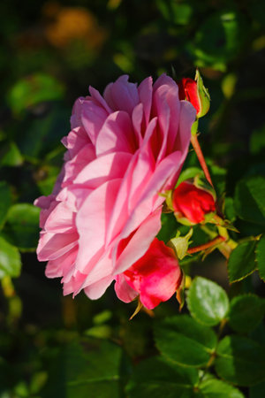 View of a beautiful red garden roseの写真素材