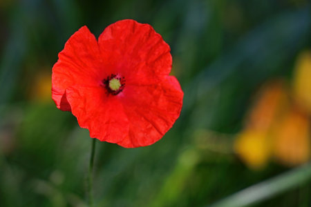 Red poppy flower blooms in the meadowの写真素材
