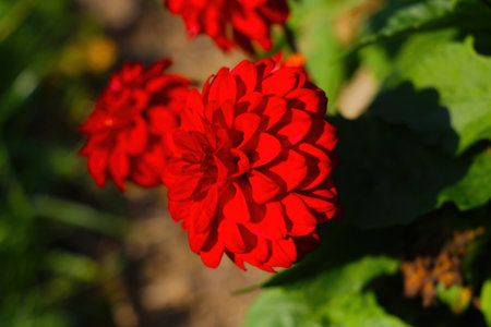 Red dahlia flower blooms in the park on a sunny spring dayの写真素材